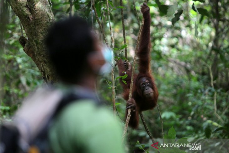 Dua orangutan dilepasliarkan ke Cagar Alam Jantho di Aceh Besar