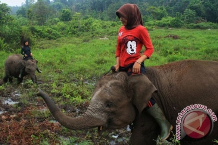 BKSDA Aceh catat kasus gajah liar masuk pemukiman di Aceh Jaya meningkat