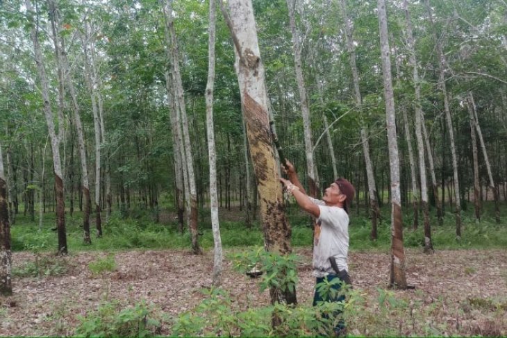 Penyakit Gugur Daun tanaman karet mewabah, petani perlu bantuan