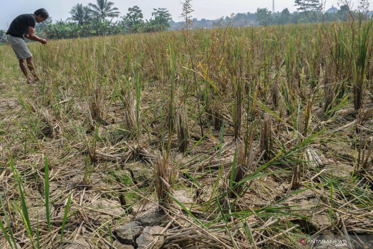 Upaya petani di Banten mengantisipasi kekeringan