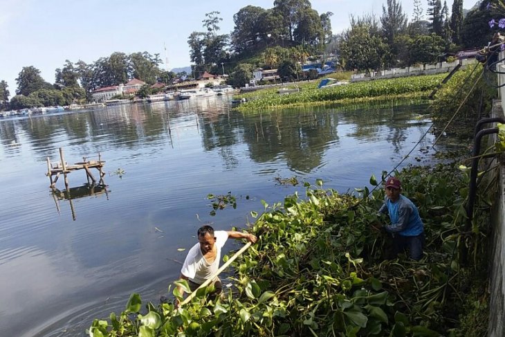 Masyarakat bersihkan eceng gondok dari Danau Toba