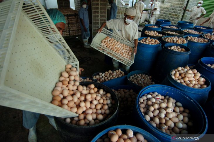 Harga telur ayam di Piru turun