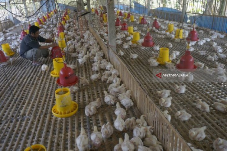 Peternak Ayam Potong Di Magetan Rugi Puluhan Juta Antara News