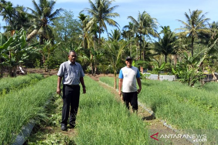 Pemkot Sabang remajakan 50 ha cengkih