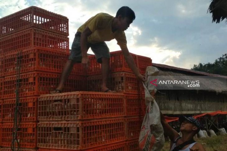 Harga Ayam Potong Di Rejang Lebong Beranjak Naik Rp16000kg