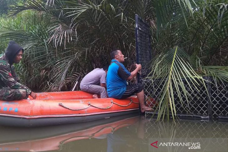 Buaya pemangsa warga masuk perangkap BKSDA