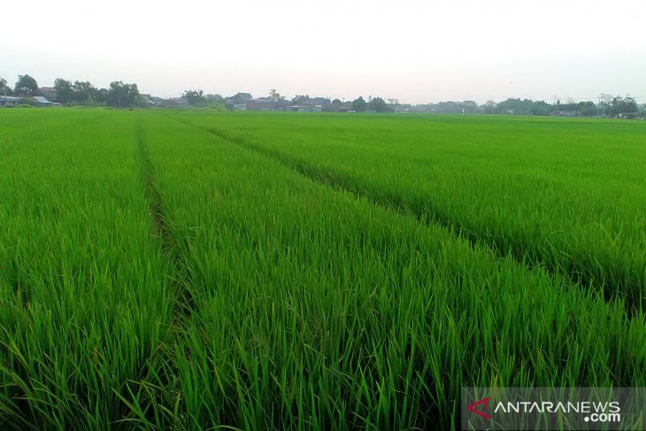 Pemkab Purwakarta siapkan asuransi sawah puso akibat kekeringan
