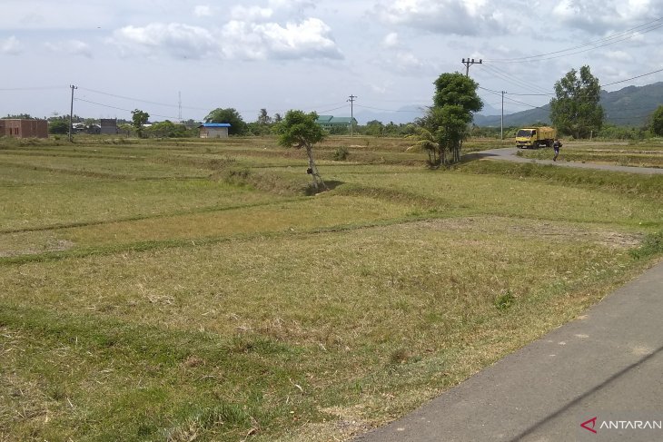 Harga gabah di Aceh turun Jadi Rp4.773/Kg