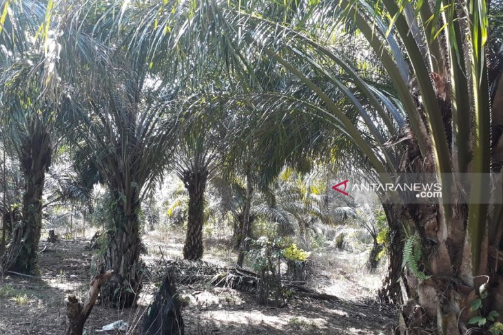 Petani Mukomuko terima dana peremajaan sawit