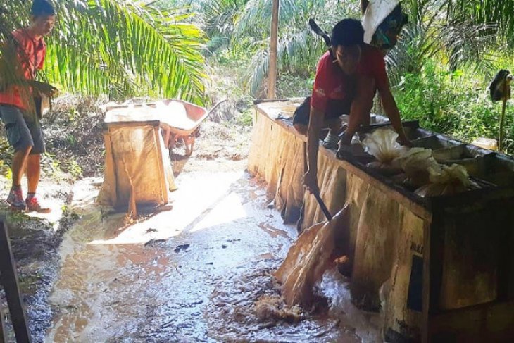 Satpol PP gerebek pabrik minuman keras di tengah kebun sawit