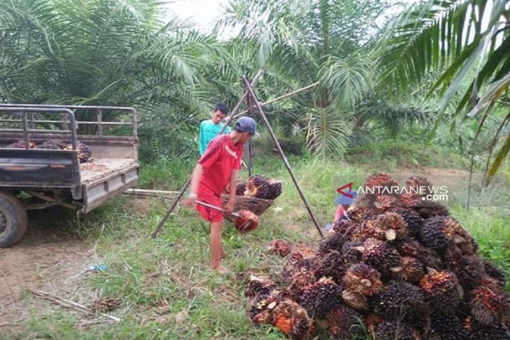 Gubernur Bengkulu beri solusi tingkatkan harga sawit