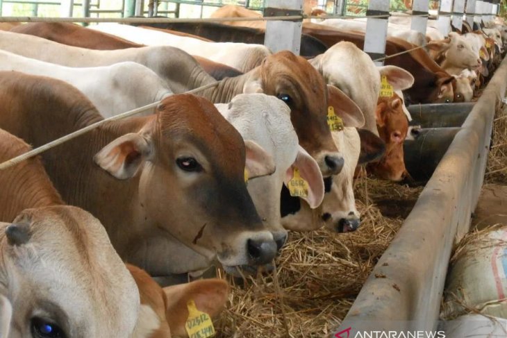 Jelang Idul Adha, Kementan antisipasi antraks pada ternak
