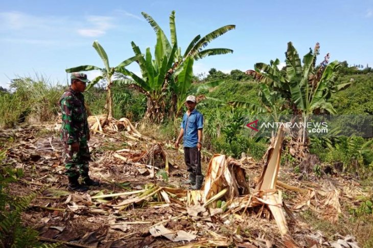 Gajah liar mengamuk dan rusak kebun warga