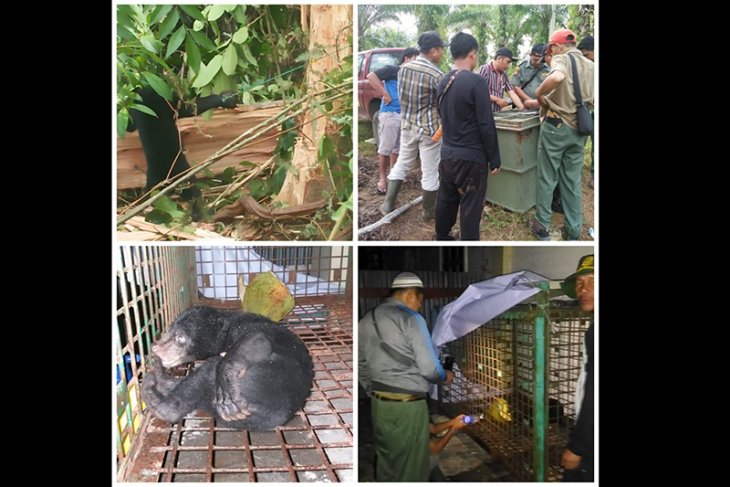 Seekor beruang madu terjerat di kebun sawit di Seluma