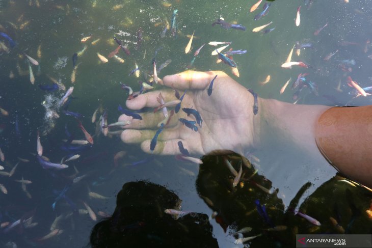 Ikan cupang berpotensi tingkatkan perekonomian masyarakat