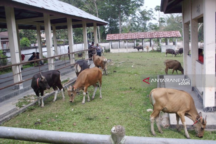 Penjualan hewan kurban di Rejang Lebong turun