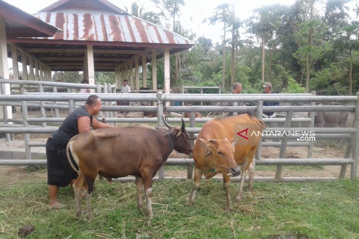 Pedagang daging di Rejang Lebong diminta manfaatkan RPH