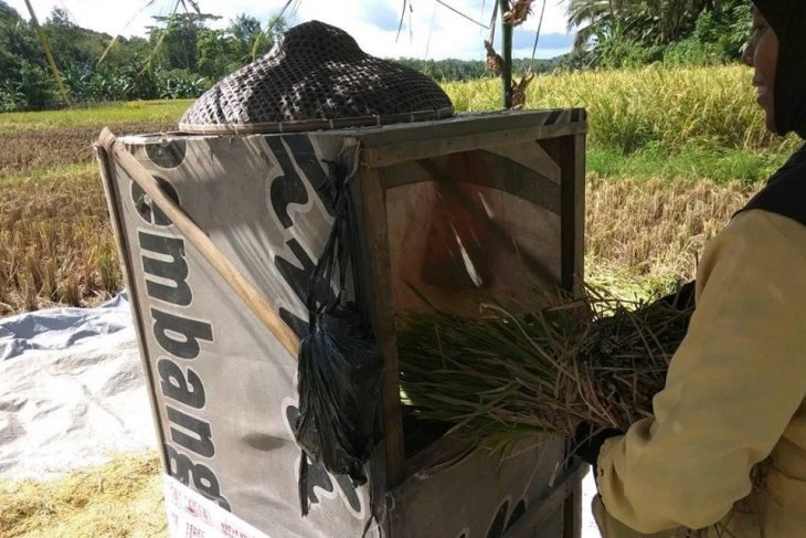 Produksi beras di Lebak surplus untuk delapan bulan