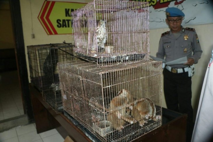 Polisi Kediri amankan warga jual satwa dilindungi