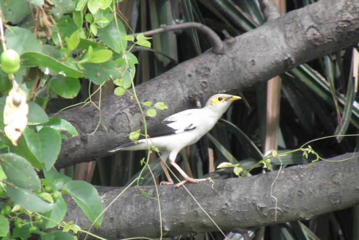 Jakarta Is Home To At Least 129 Bird Species Jbs Antara News