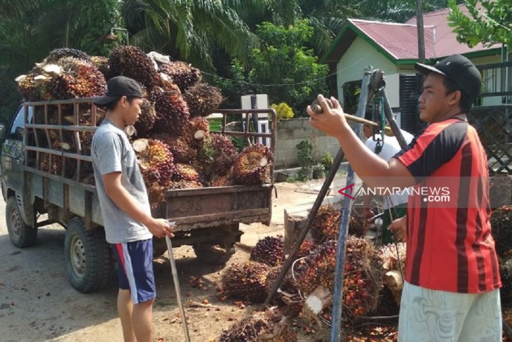 Satu pabrik di Mukomuko beli sawit dengan harga tinggi