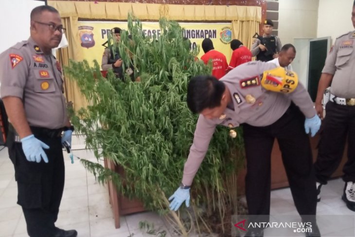 Nekat tanam ganja di kebun cabai, seorang petani pasrah diciduk polisi