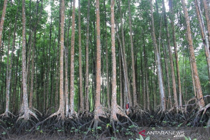 Hari mangrove sedunia angkat tema
