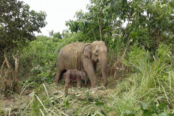 BKSDA: Gajah jinak di Aceh lahirkan bayi kedua