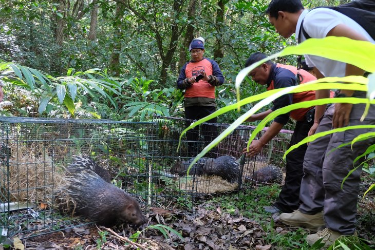 Enam Landak Jawa huni Taman Alam Danau Buyan-Buleleng