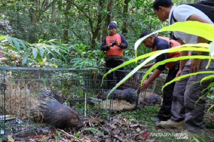 Ada 30 ekor landak Jawa dilepaskan di kawasan Merbabu