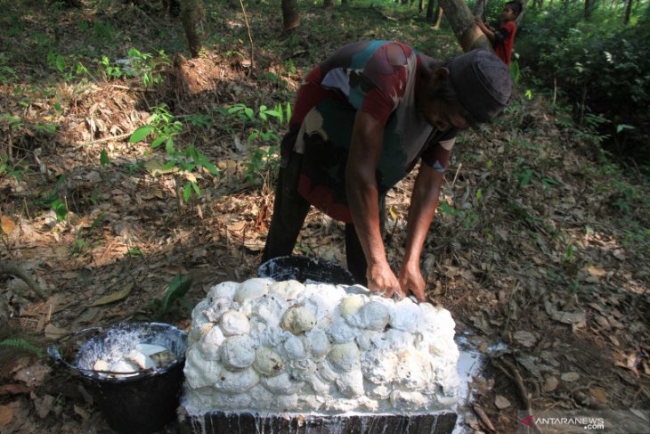 Harga getah karet di Labusel kembali anjlok