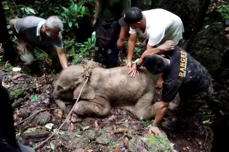 Bupati Aceh Timur desak pembunuhan gajah diusut tuntas