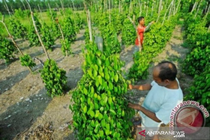 BPS mencatat nilai tukar petani Bangka Belitung turun