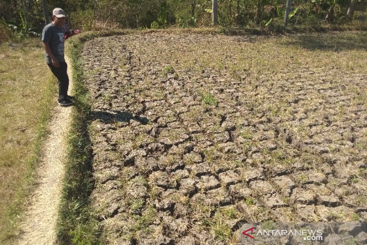 Puluhan hektare sawah di Dharmasraya dipastikan gagal panen