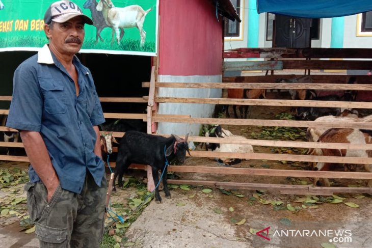 Harga hewan kurban di Ambon bervariasi