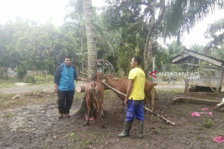 Mukomuko mulai turunkan petugas kesehatan periksa hewan kurban