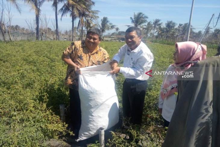 Kementan: Ketersediaan cabai di pasar aman