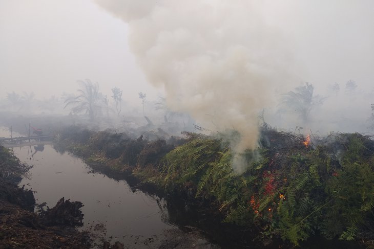 Kebakaran lahan gambut di Desa Sipin Teluk Duren, Muarojambi (video)
