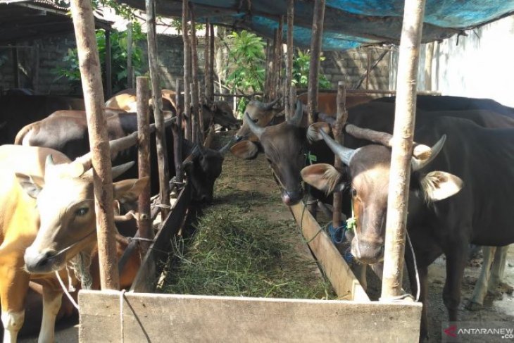 Warga Abdya kurban 1.500 ekor untuk Idul Adha