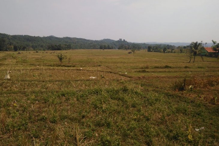 2.760 hektare tanaman padi di Lebak kekeringan, terancam gagal panen