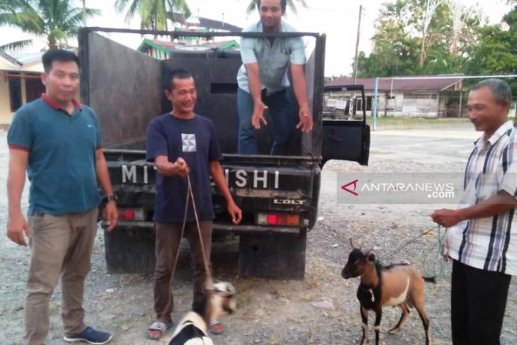 Polisi tembak pencuri ternak di Nagan Raya