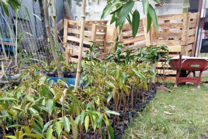 Teluk Wondama kembangkan tanaman buah