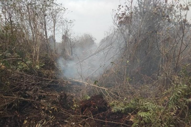 Sejumlah sebaran api bakar jalur perumpukan kayu di lokasi karhutla