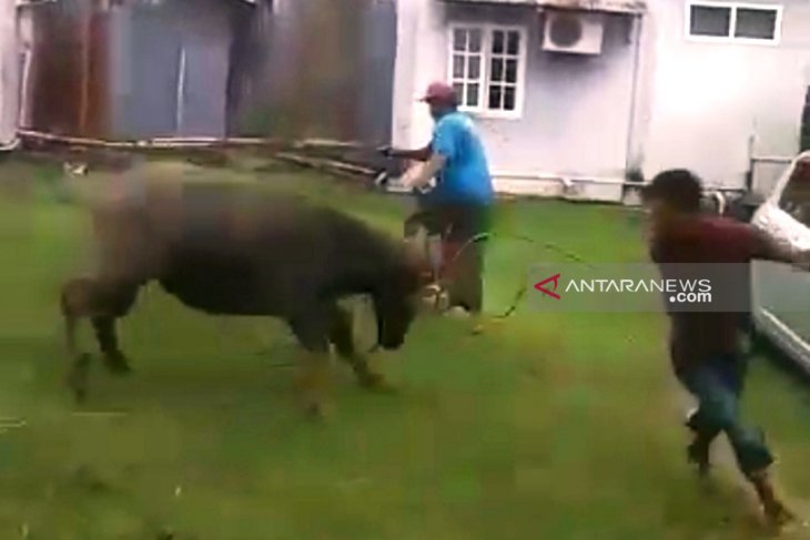 Hendak disembelih, hewan kurban mengamuk dan seruduk warga di Meulaboh