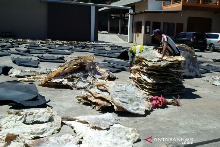 Harga kulit hewan kurban turun drastis