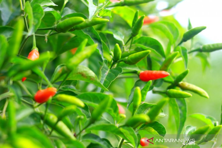 The hottest chili now in candy