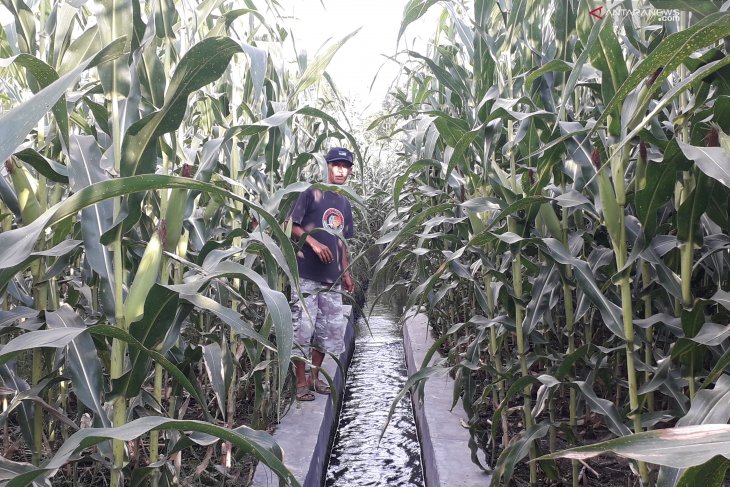 Virus bulai serang jagung petani Sariak Pasaman Barat