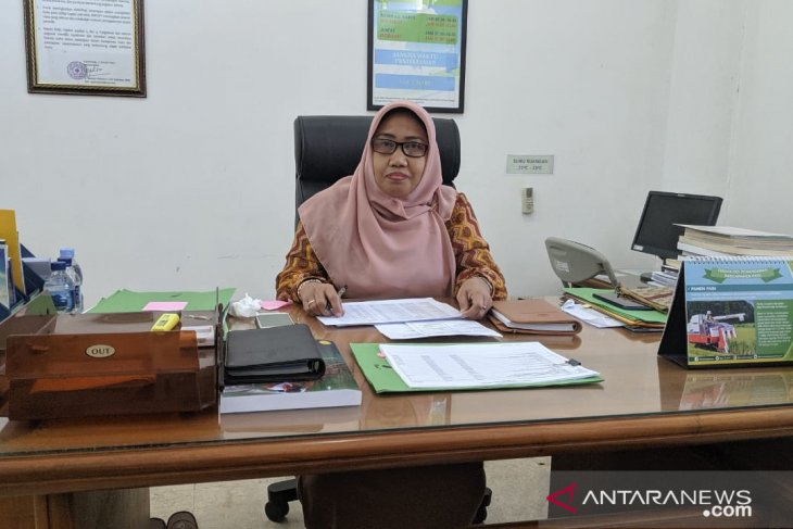 Kalbar masuk provinsi terkena ulat grayak jagung