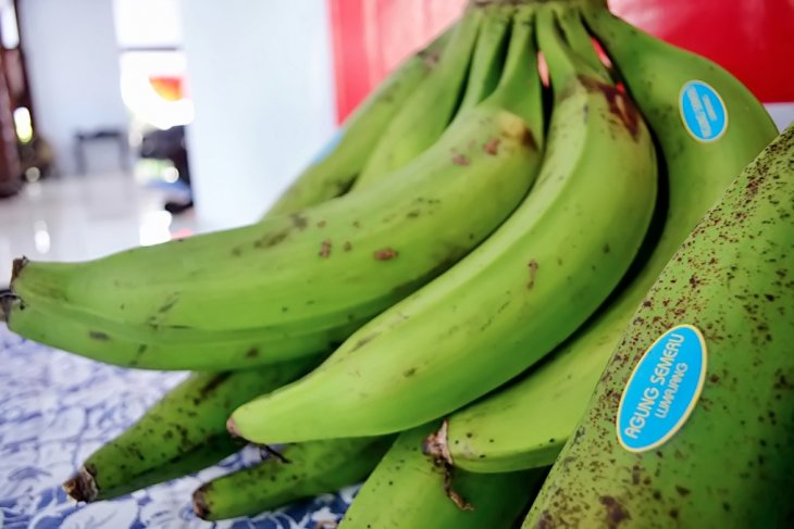 Pisang agung Lumajang diekspor ke Malaysia