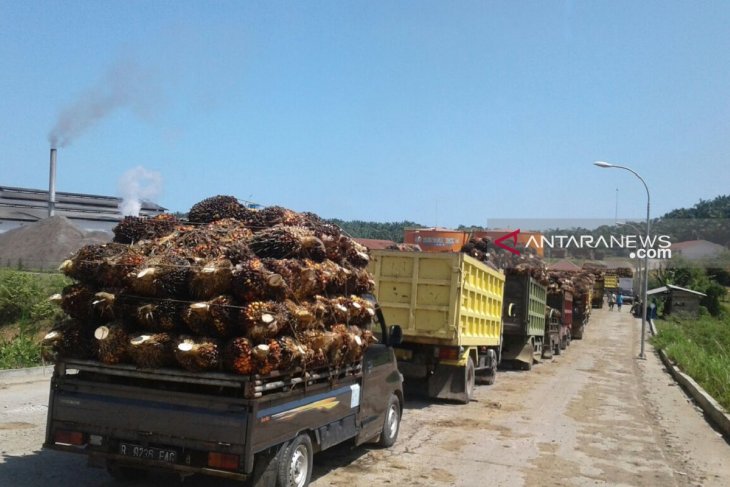 Harga sawit petani Mukomuko naik Rp70/kilogram